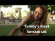 Meet the Hagia Sophia's cat, who still has a job