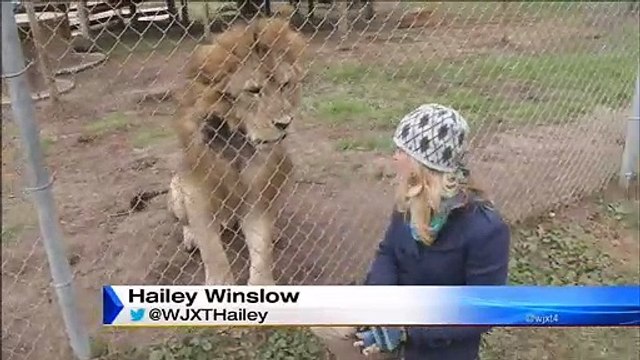 Ce lion n'aime pas les journalistes