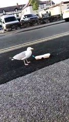 Il jette son portefeuille pour faire fuir une mouette et va le regretter