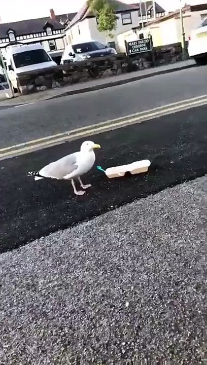 Il jette son portefeuille pour faire fuir une mouette et va le regretter