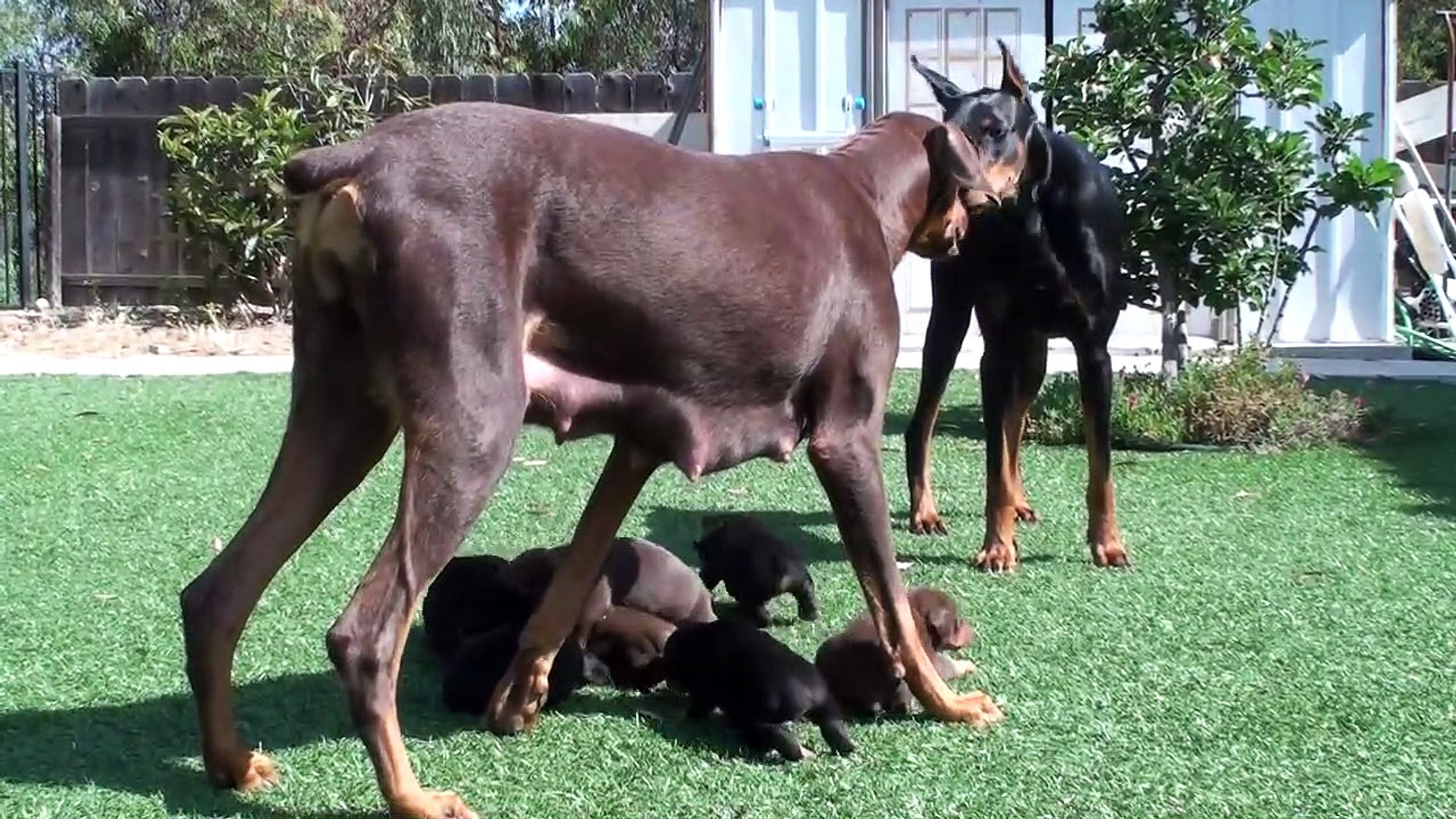 Ce Papa Doberman N Aura Jamais La Garde Des Petits Maman En Mode Protectrice Video Dailymotion