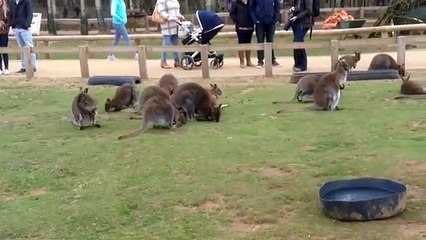 Wallabies Yorkshire wildlife park