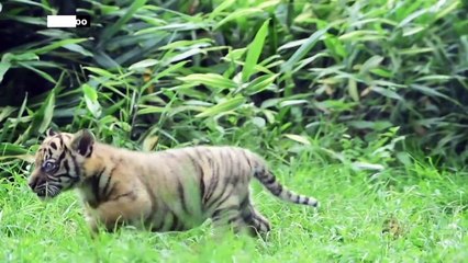 Naissance d'un tigre de Sumatra rarissime, dans un zoo de Pologne
