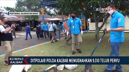 Ditpolair Musnahkan 9.310 Telur Penyu Selundupan Antar Provinsi