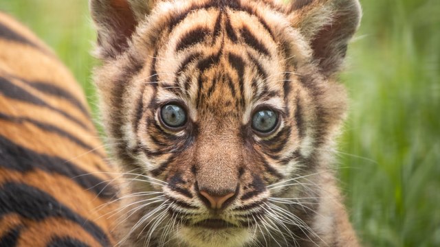 Polonya’da nesli tükenmekte olan Sumatra kaplanı dünyaya geldi