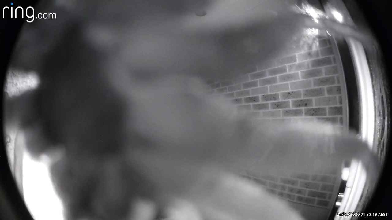 Huntsman Spider Crawls Over Doorbell Camera