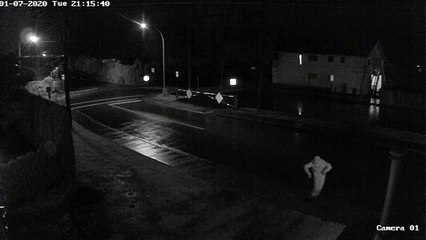 A Man is Very Stoked to See a Raccoon