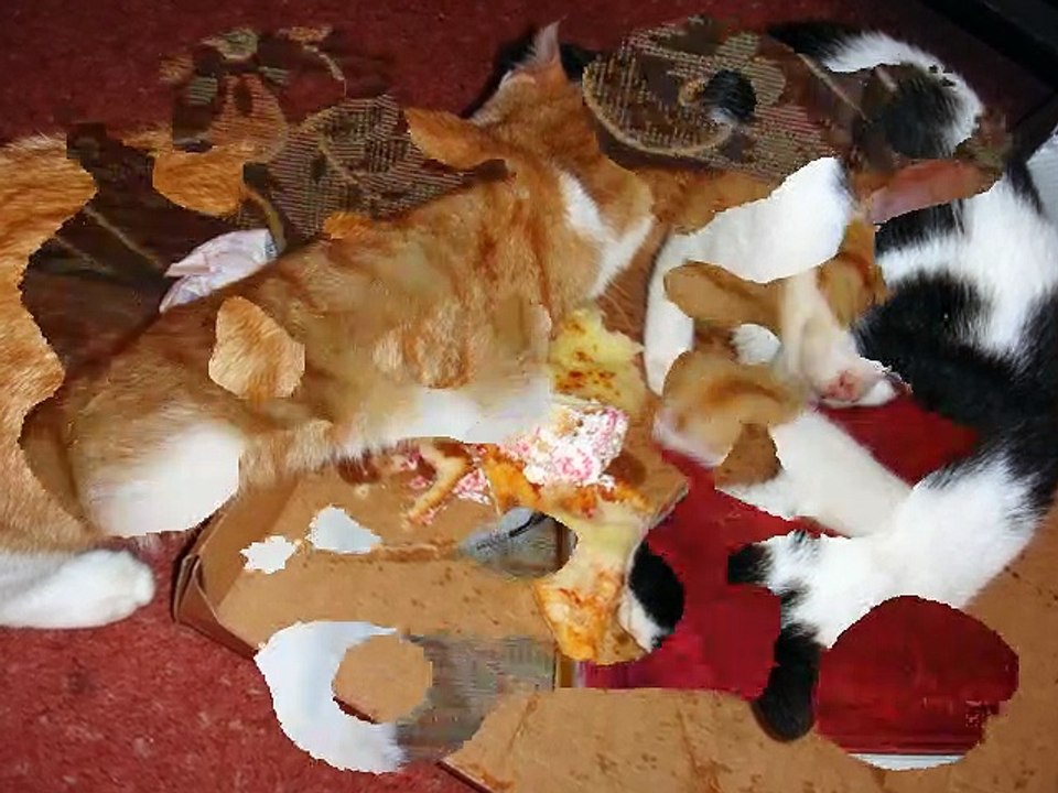 Slideshow Cat Ginger and Trisha Oct 13 2018