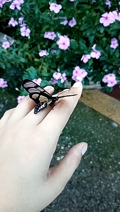 Butterflay