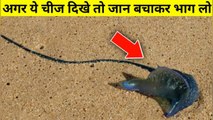 अगर ये चीज दिखे तो जान बचाकर भाग लो | दुनिया के सबसे खतरनाक जीव l World most Dangerous in hindi