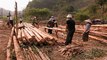 Khai thác gỗ trên núi: Cái bẫy chết người | VTC