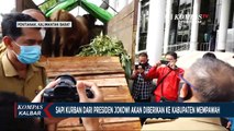 Presiden Jokowi Berikan Sapi 1,2 Ton untuk Kabupaten Mempawah