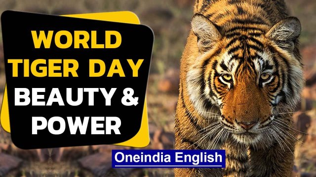 International Tiger Day| Beauty & beast| Conservation can't wait | Oneindia News
