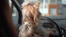 -a-cute-dog-inside-a-car-looking-around-1668