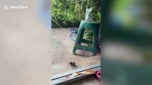 Wild monitor lizard greets pet dog at patio door