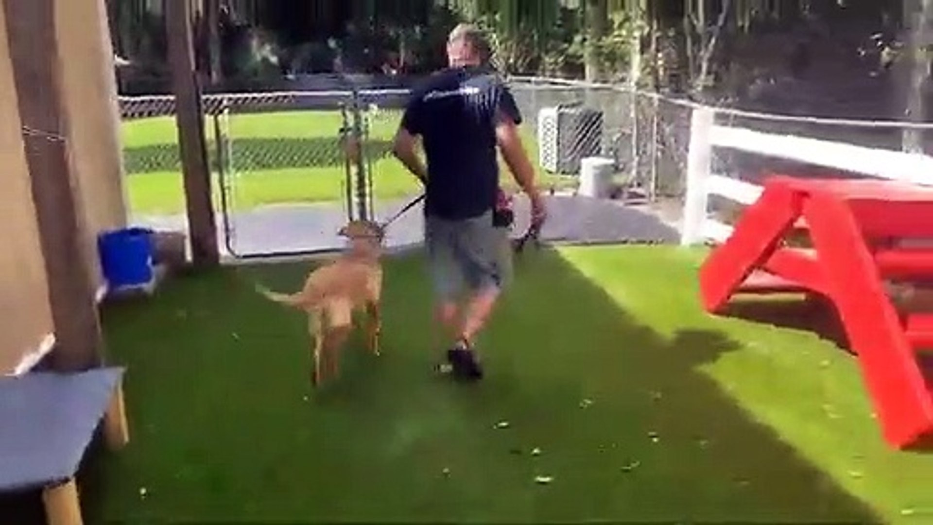 ⁣Service Dog Trainer USA- Dog Obedience Training- Fine Line Family K-9