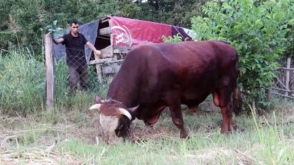 1 ton 800 kilogramlık 'Kocaman' alıcısını bekliyor - KIRKLARELİ