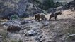 Tunceli'de boz ayıların beslenme anları görüntülendi