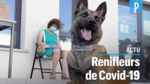 En Corse, des chiens détectent l'odeur du Covid-19 dans la sueur