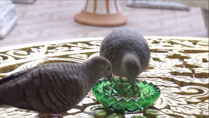 Covid 19 Stay Home Safe Zebra Dove birds
