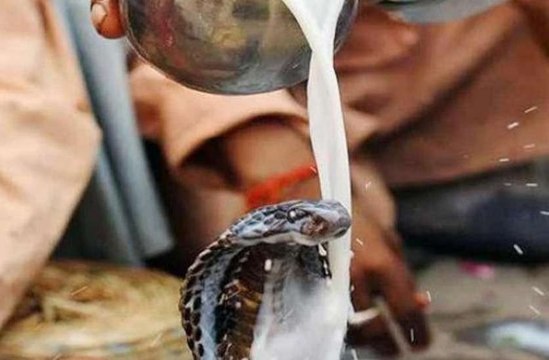 नाग पंचमी 2020: नाग पंचमी पर आठ नाग देवताओं की पूजा का विधान