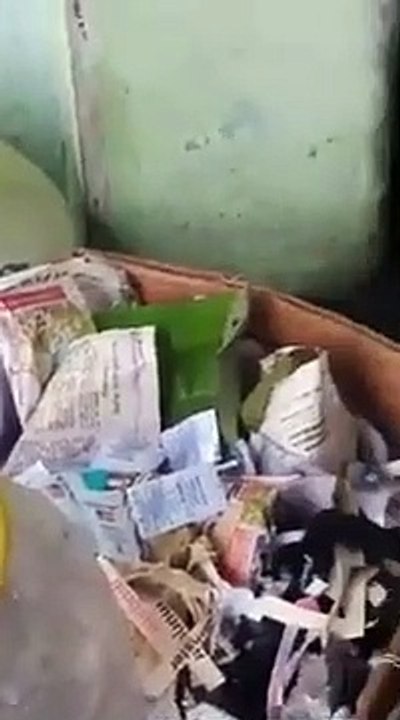 Une souris sauve ses bébés de la noyade
