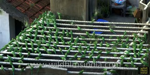 Bird Man of India - thousands of Parakeets feed at his Chennai house