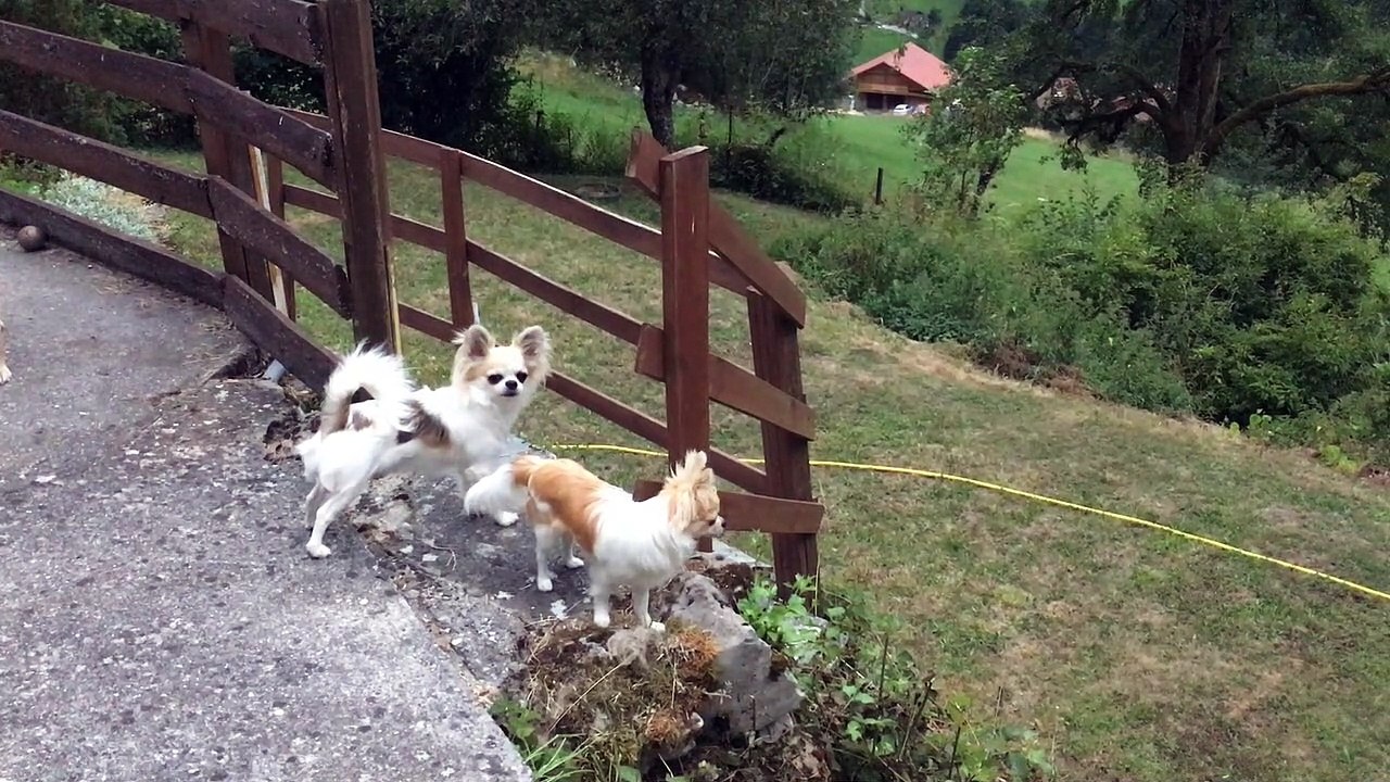 Petits gardiens