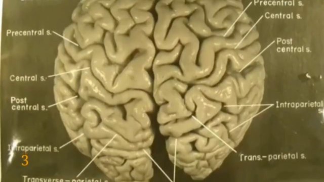 32 Strange Facts About Albert Einstein | आइंस्टाइन की ये 32 बातें आपको हैरान कर देगी |