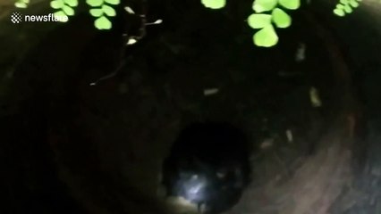 Forest officials rescue bear that fell into dry 20-foot-well in central India