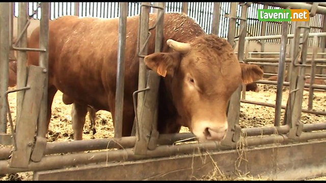 Foire de Libramont 2020