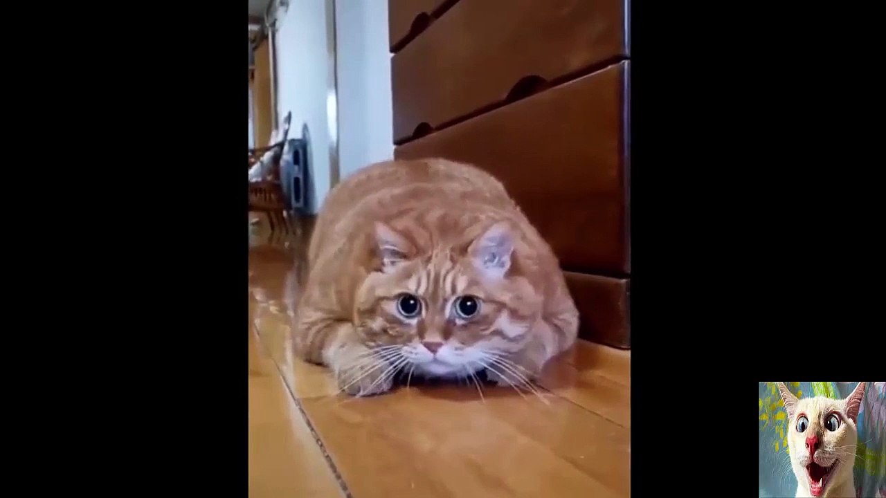 Funny animals compilation 5