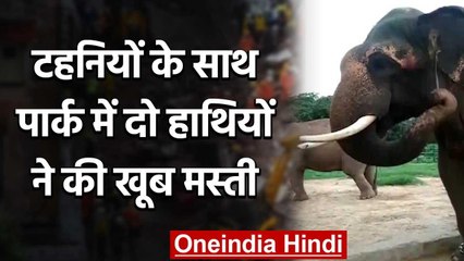 Viral Video :टहनियों के साथ पार्क में दो हाथियों ने की खूब मस्ती | वनइंडिया हिंदी