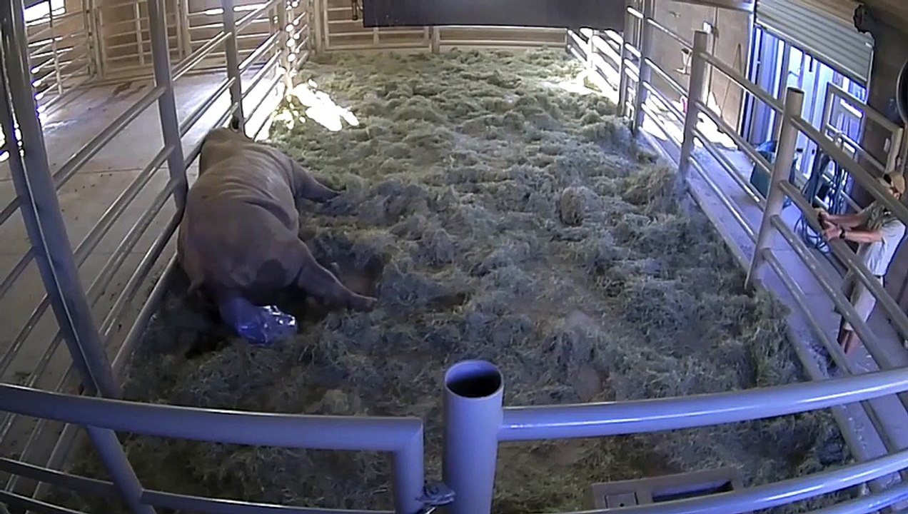 Diego Zoo Safari Park  by Earth animal Planet
