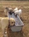 ANADOLU COBAN KOPEKLERi OGLE MOLASI - ANATOLiAN SHEPHERD DOG NOON BREAK