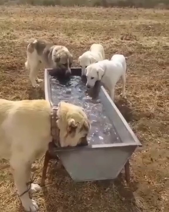 ANADOLU COBAN KOPEKLERi OGLE MOLASI - ANATOLiAN SHEPHERD DOG NOON BREAK
