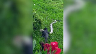 Monitor lizard eats python on river bank