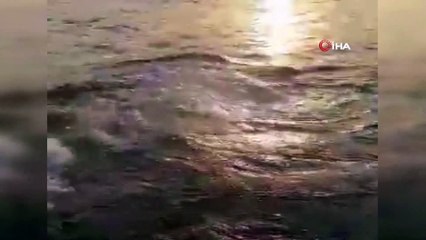 Yunuslar Marmaris Körfezi’nde adeta gösteri yaptı