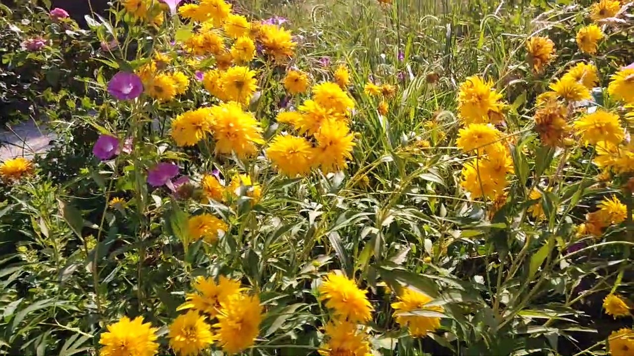 Aynisefa Bitkisi faydalari aynisefa Bitkisi yağının faydaları aynisefa Bitkisi çayı yararları neler