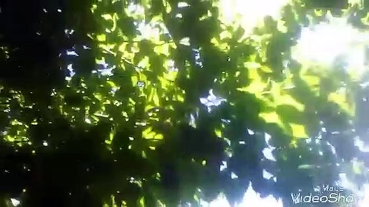 Yalancı portakal ağacı bitkisinin meyvesinin ayı elmasının faydaları yararları nelerdir