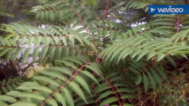 Aylandiz ağacı kokarca ağacının yaprakları kabukları çayının faydaları yararları nelerdir