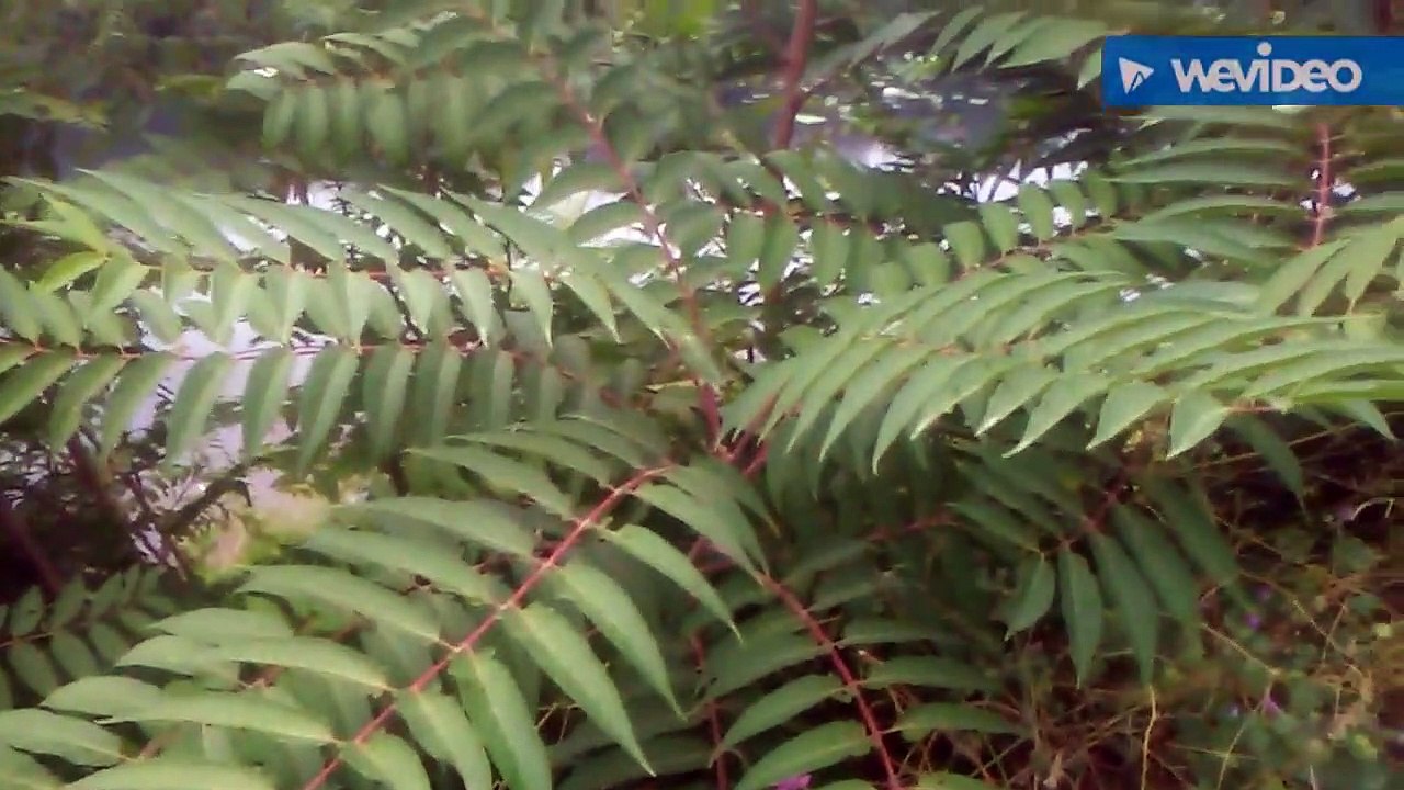 Aylandiz ağacı kokarca ağacının yaprakları kabukları çayının faydaları yararları nelerdir