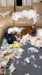 Owners Come Home to Boxers and Bursted Couch