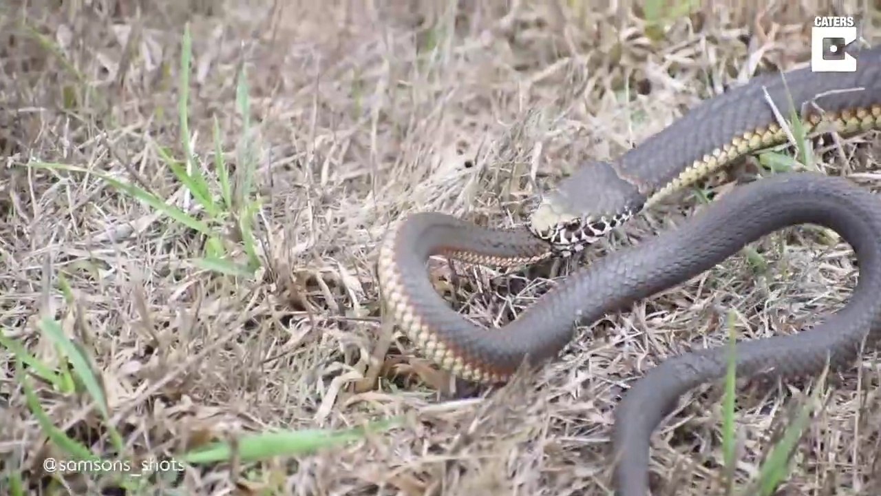 Ce serpent en avale un autre et c'est impressionnant