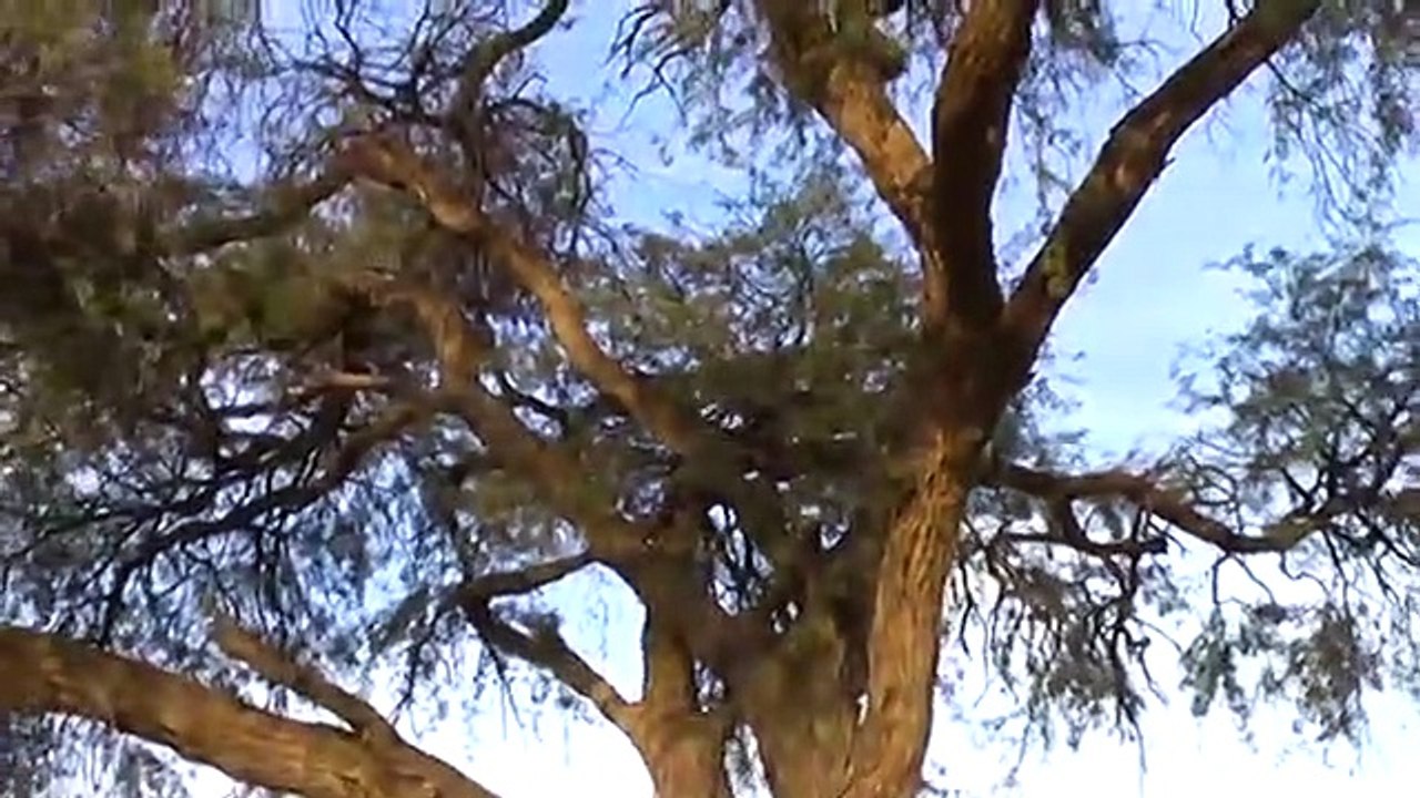 leopard catch the birds