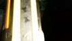 Bug-a-Salt fails to destroy a night garden pest, a black slug from 5 feet distance.  Product Review:  The Buggasalt salt shooter vs 4" black slug with antennas.  The slug won.  However, a leopard slug was destroyed after one salt salvo on its antenna from
