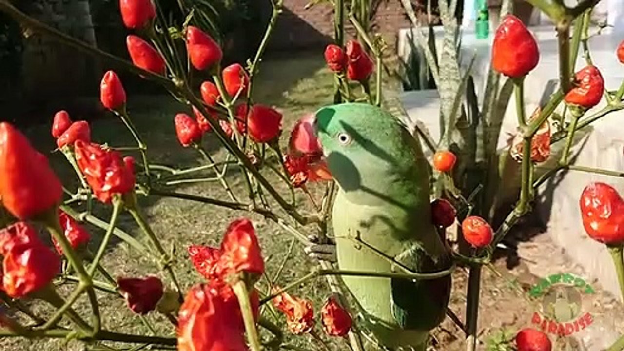 Parrot Eating Chilies Directly From Plant