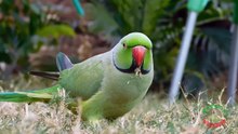 Cute Parrot Sounds