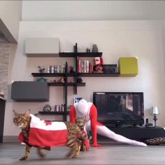 Guy Wearing Canadian Flag Suit Does Split With his Cats Wearing Flags