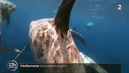 Les images de cette baleine blessée qui agonise depuis des mois en méditerranée, et va sans doute mourir, bouleversent les téléspectateurs